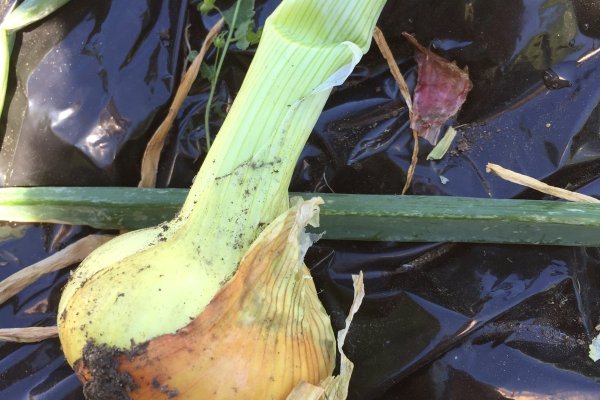 Kraken найдется все