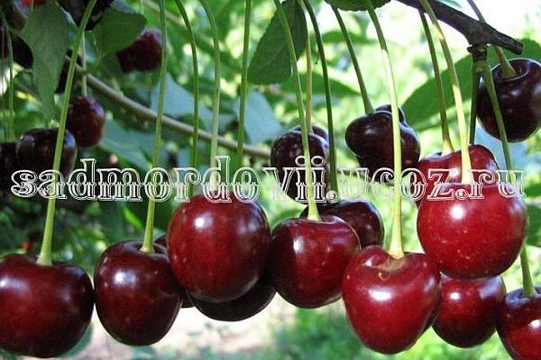 Кракен магазин kraken4am com